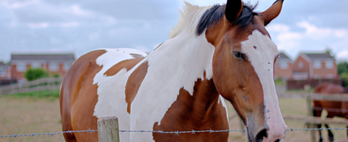 Wiata dla koni – wymiary, cena i wszystko, co musisz wiedzieć, zanim ją postawisz
